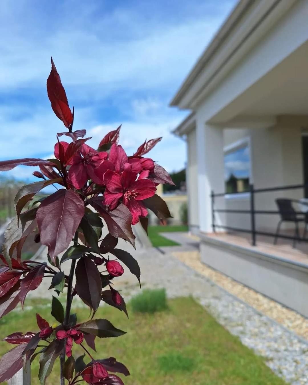 Zoeld Terasz Vendeghaz Apartment Egerszalok Ngoại thất bức ảnh